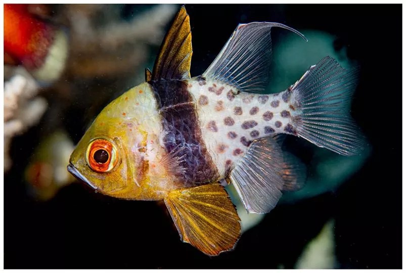 Pajama Cardinalfish Reef Casa