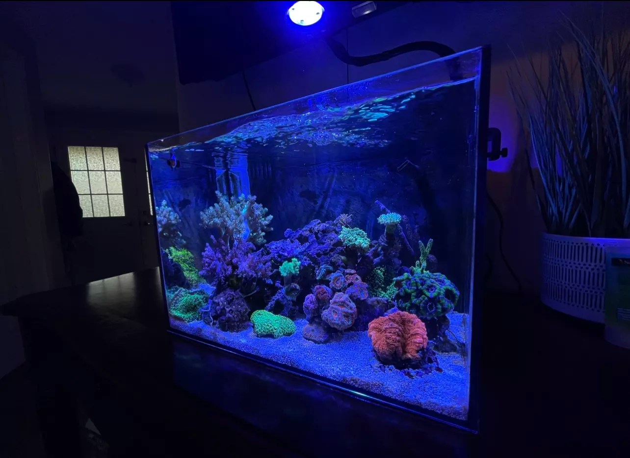 Studio 12 Nano Reef Tank With Ai Prime Reef Casa