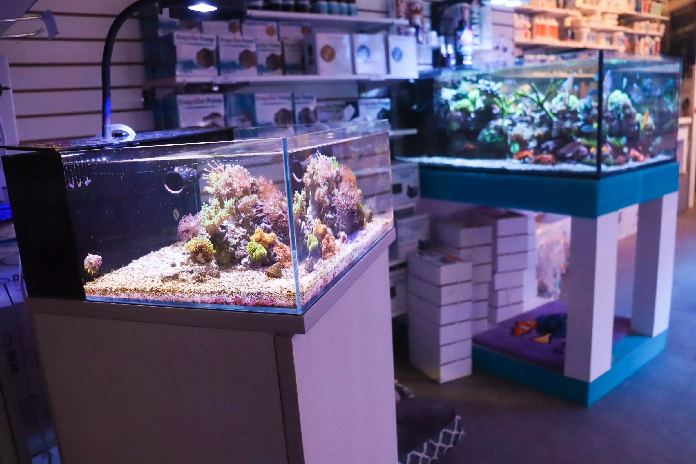 Fragbox's Pico Saltwater Tank Reef Casa