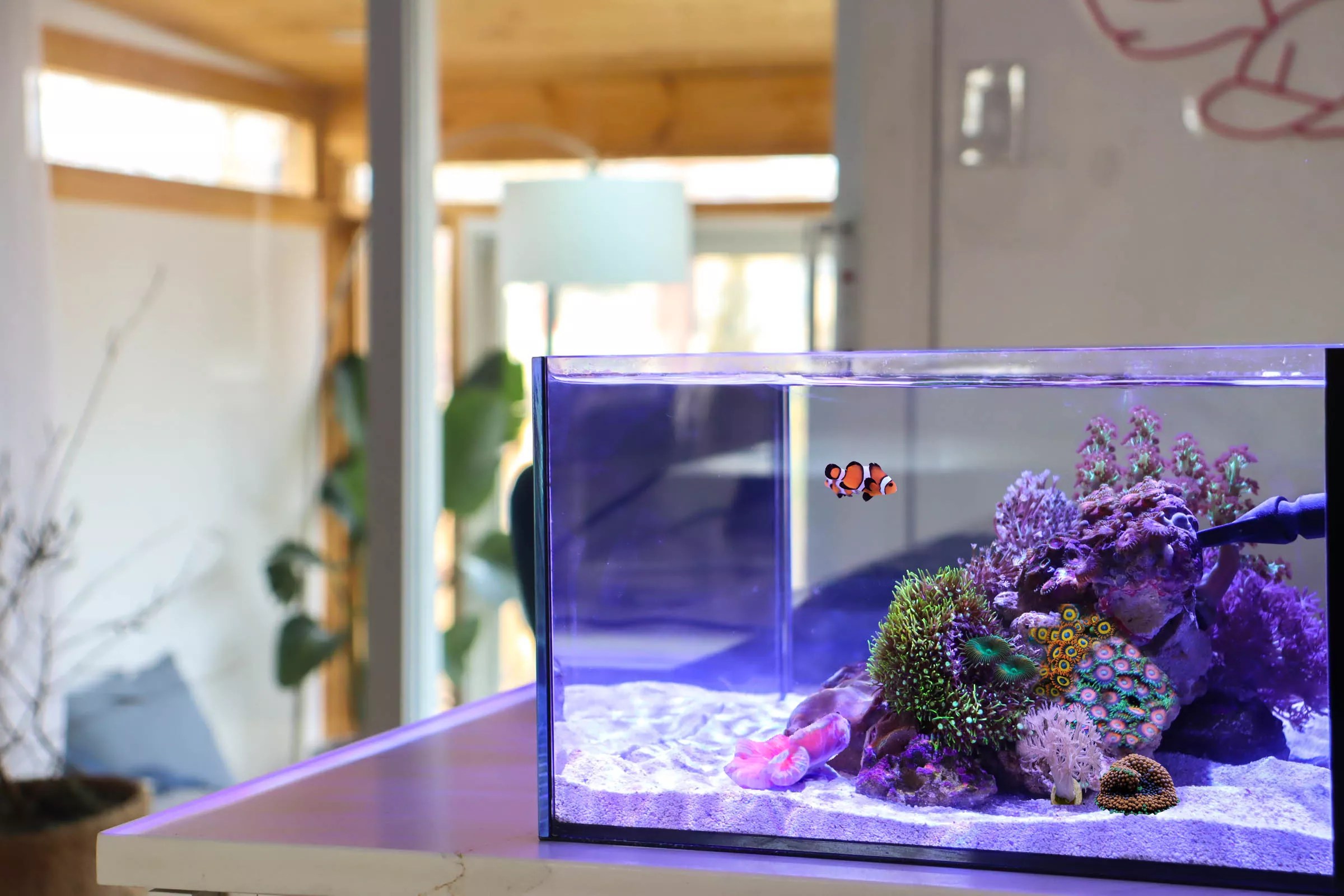 Nano Saltwater Tank Reef Casa