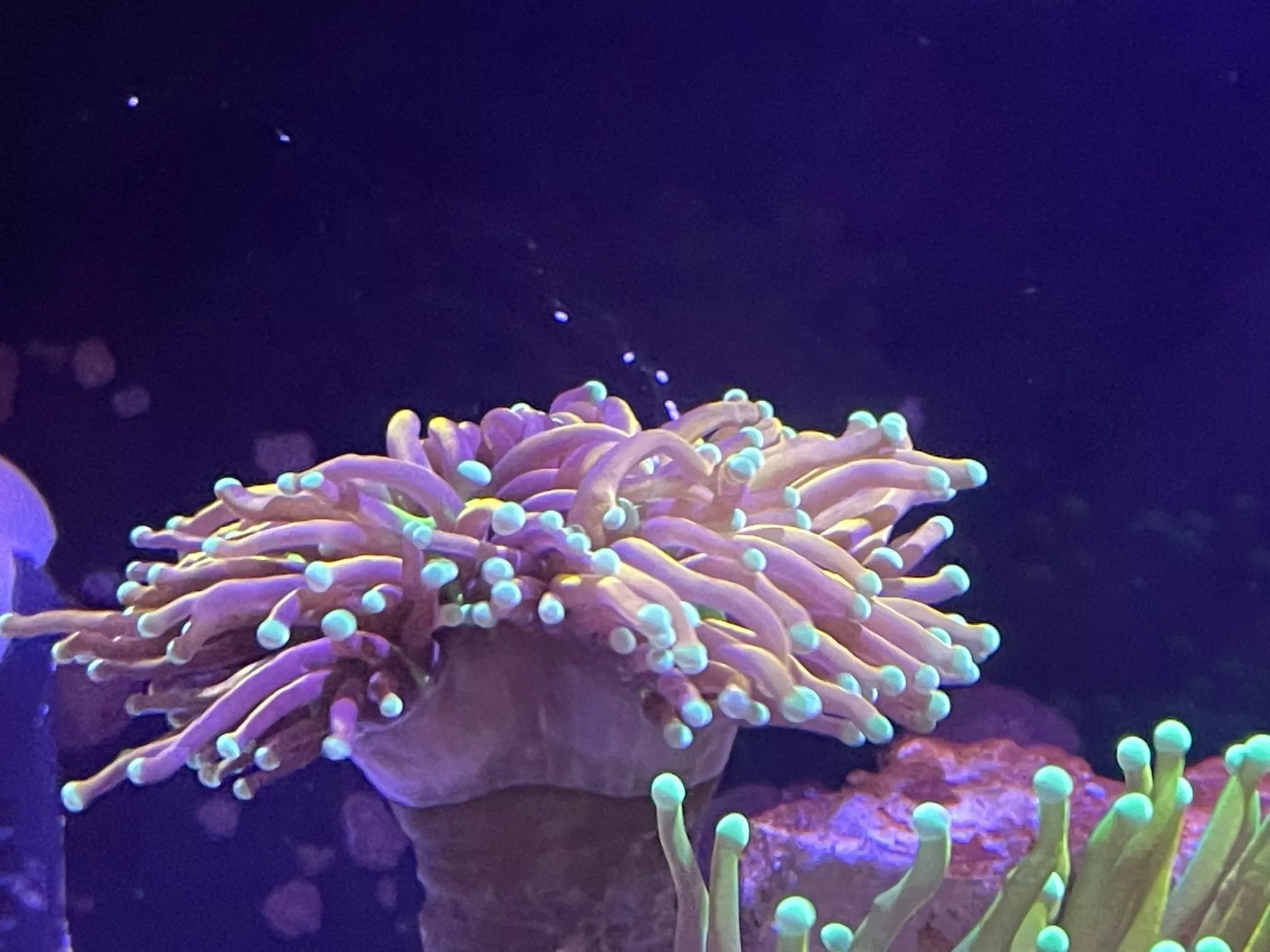 Spawning Torch Coral Reef Casa
