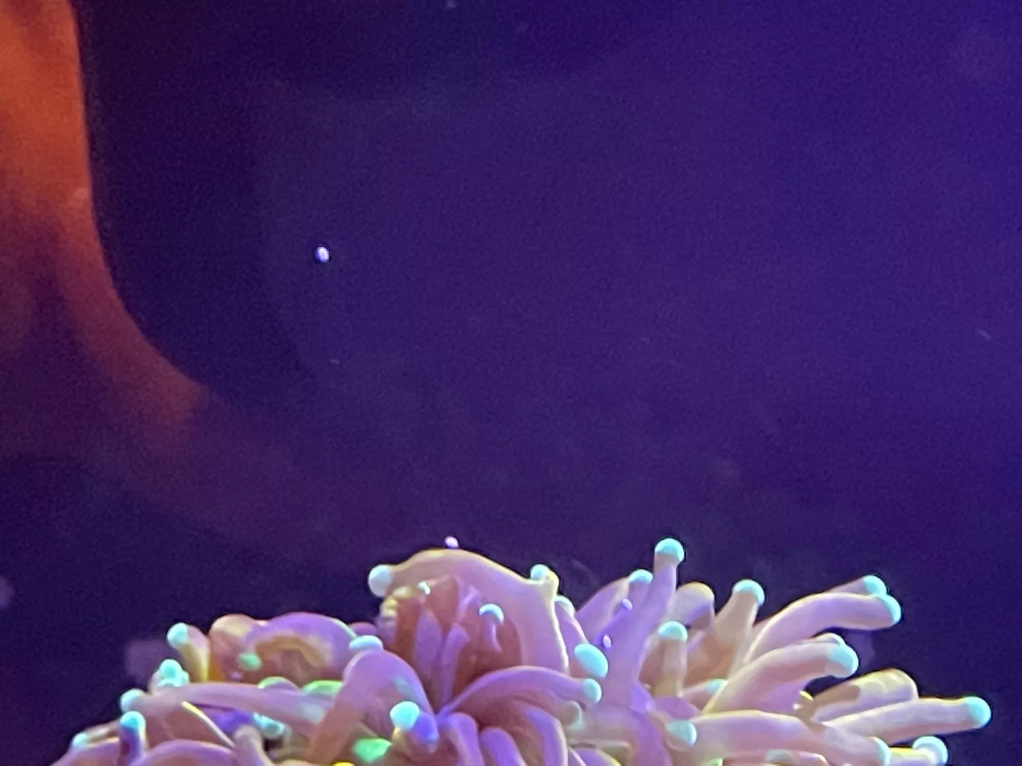 Spawning Torch Coral Reef Casa