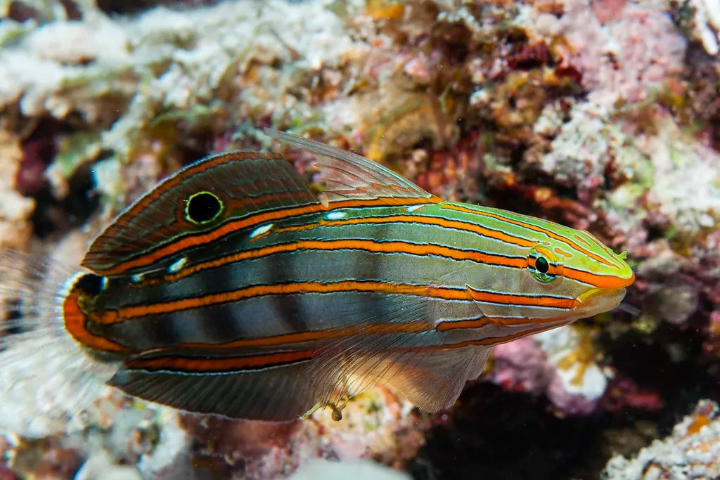 Top 5 Fish For Pico Aquariums Reef Casa