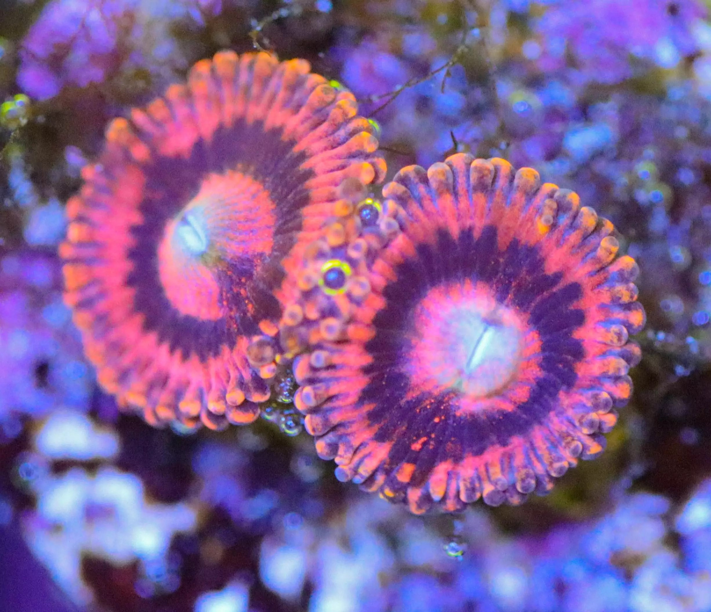 Frag Tanks And Biological Filtration Reef Casa