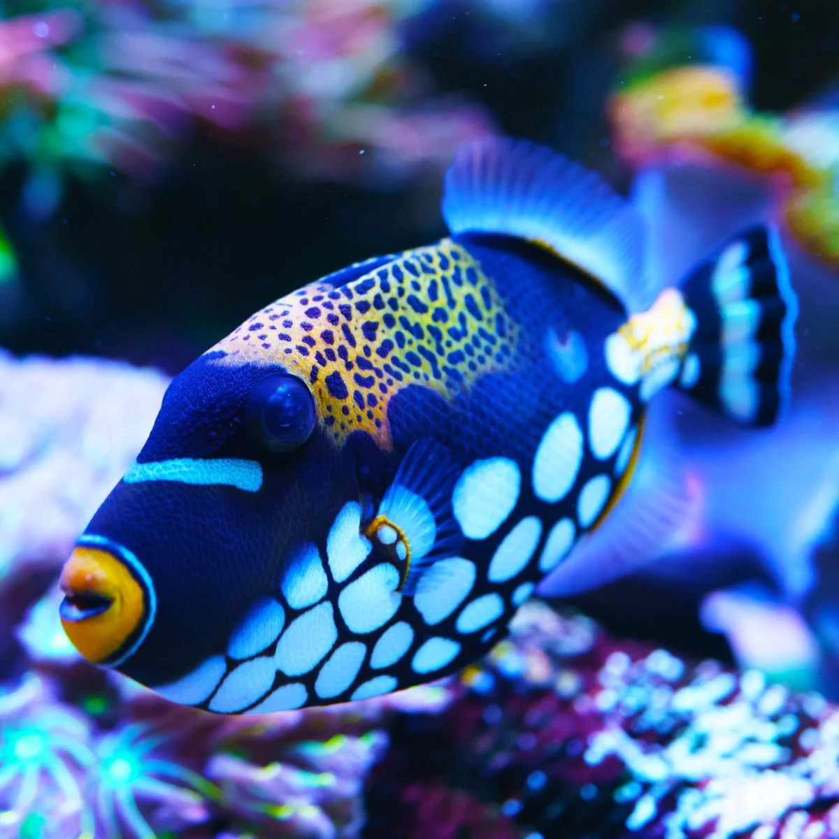 Reef Chasers Buy Saltwater Fish Online Triggerfish for Sale