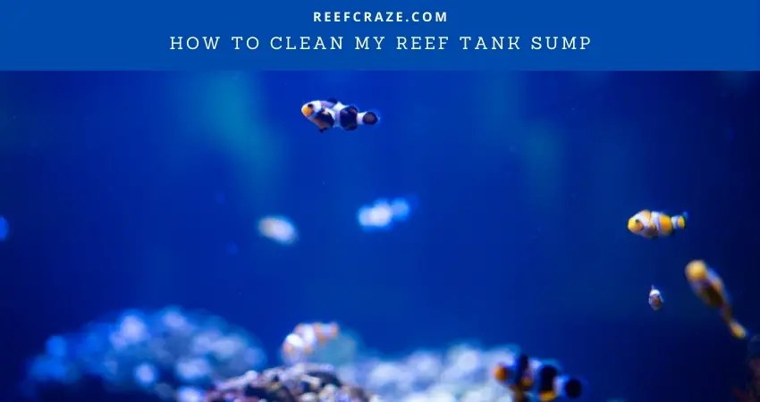 How To Clean My Reef Tank Sump? Reef Craze (2022)
