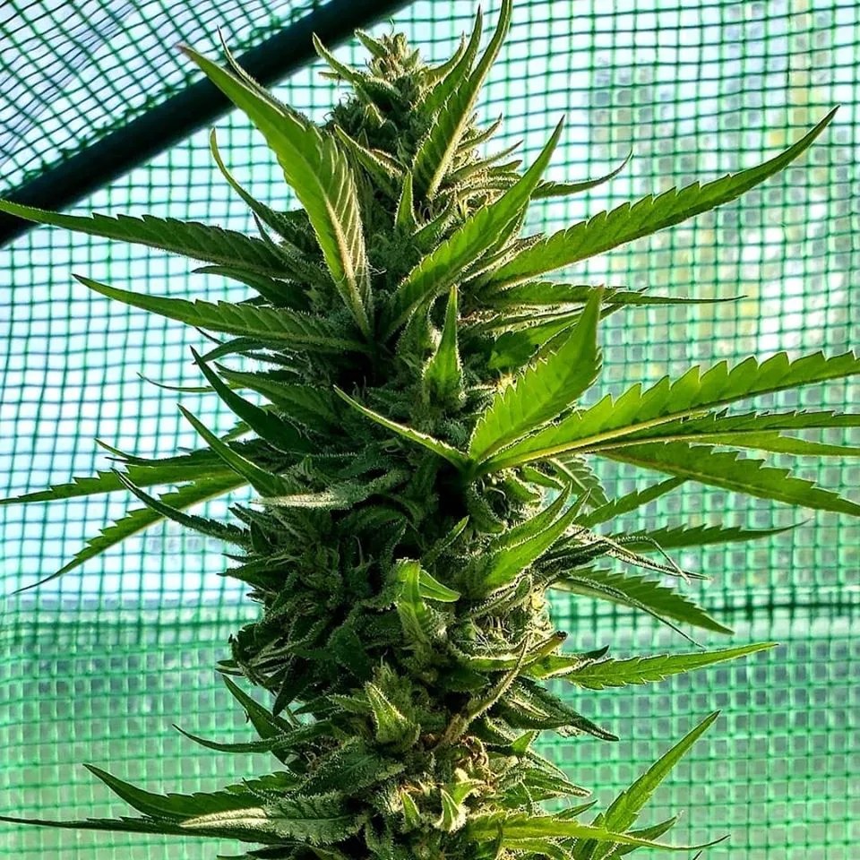 How Much Do Cannabis Plants Smell? Reefertilizer