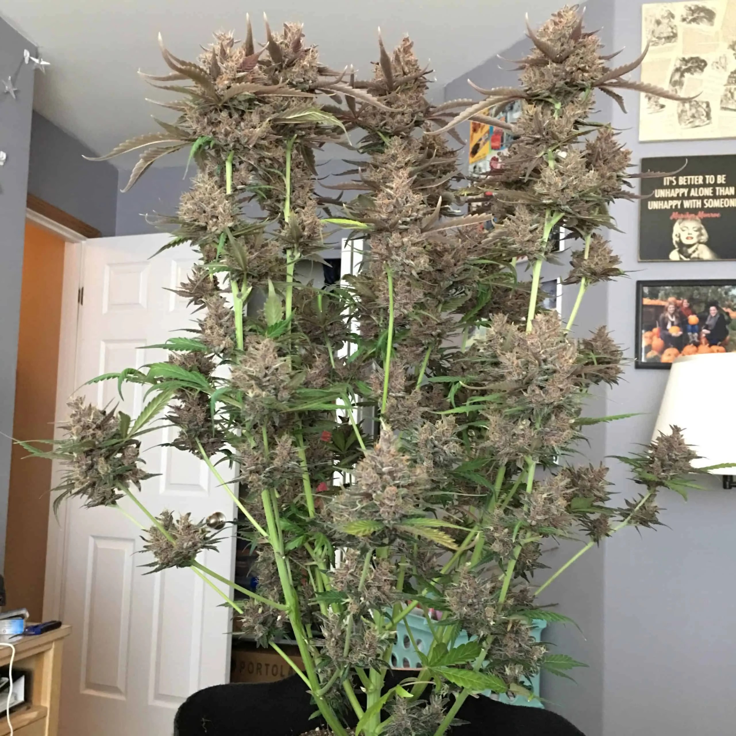 Autoflower Starting To Flower Best Flower Site