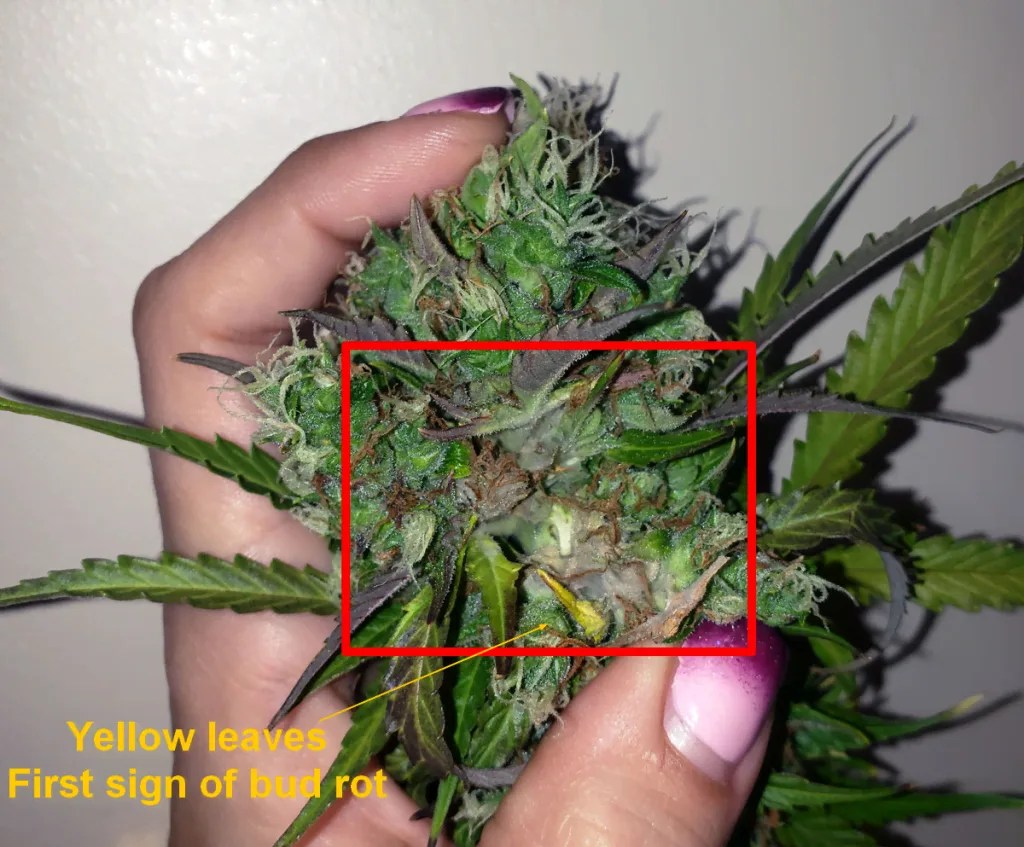 Identify, Prevent, and Remove Cannabis Bud Rot & Mold - Reefertilizer