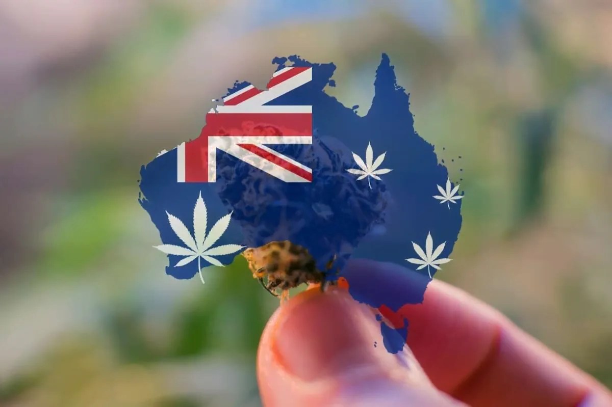 How to Grow Cannabis Outdoors in Australia Reefertilizer