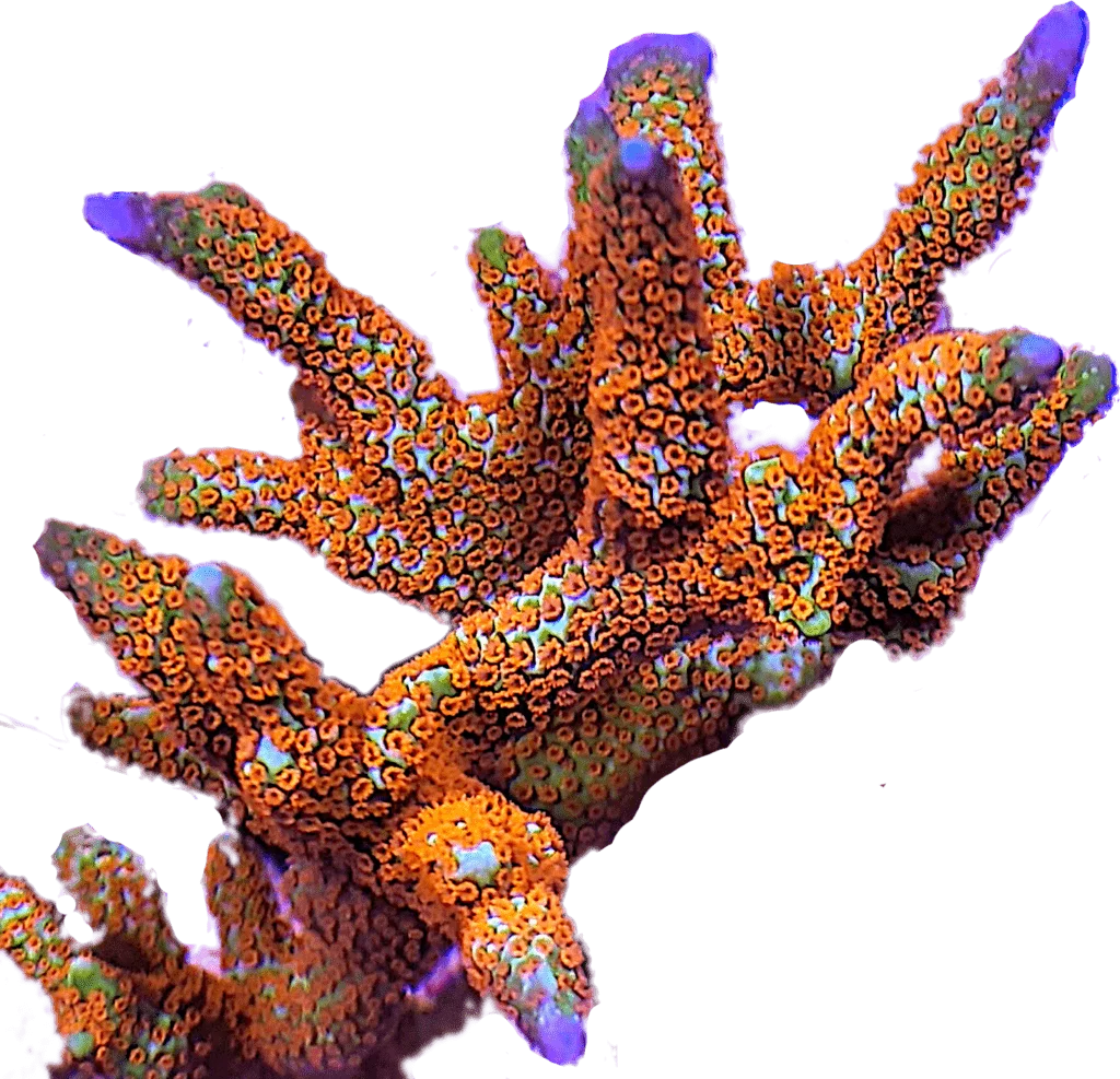 The Reef Farm Buy 100 Aquacultured Corals Online