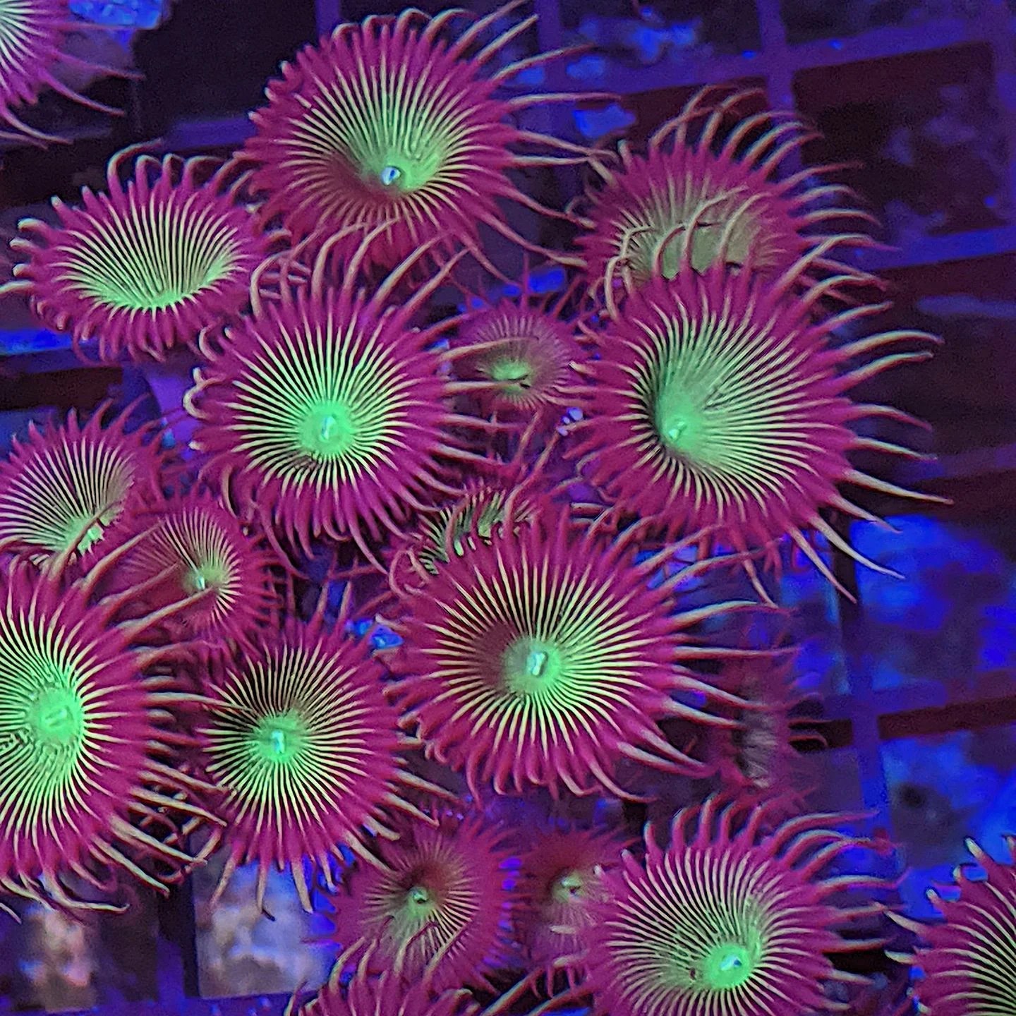 Wagon Wheel Polyps (Protopalythoa mutuki) The Reef Farm
