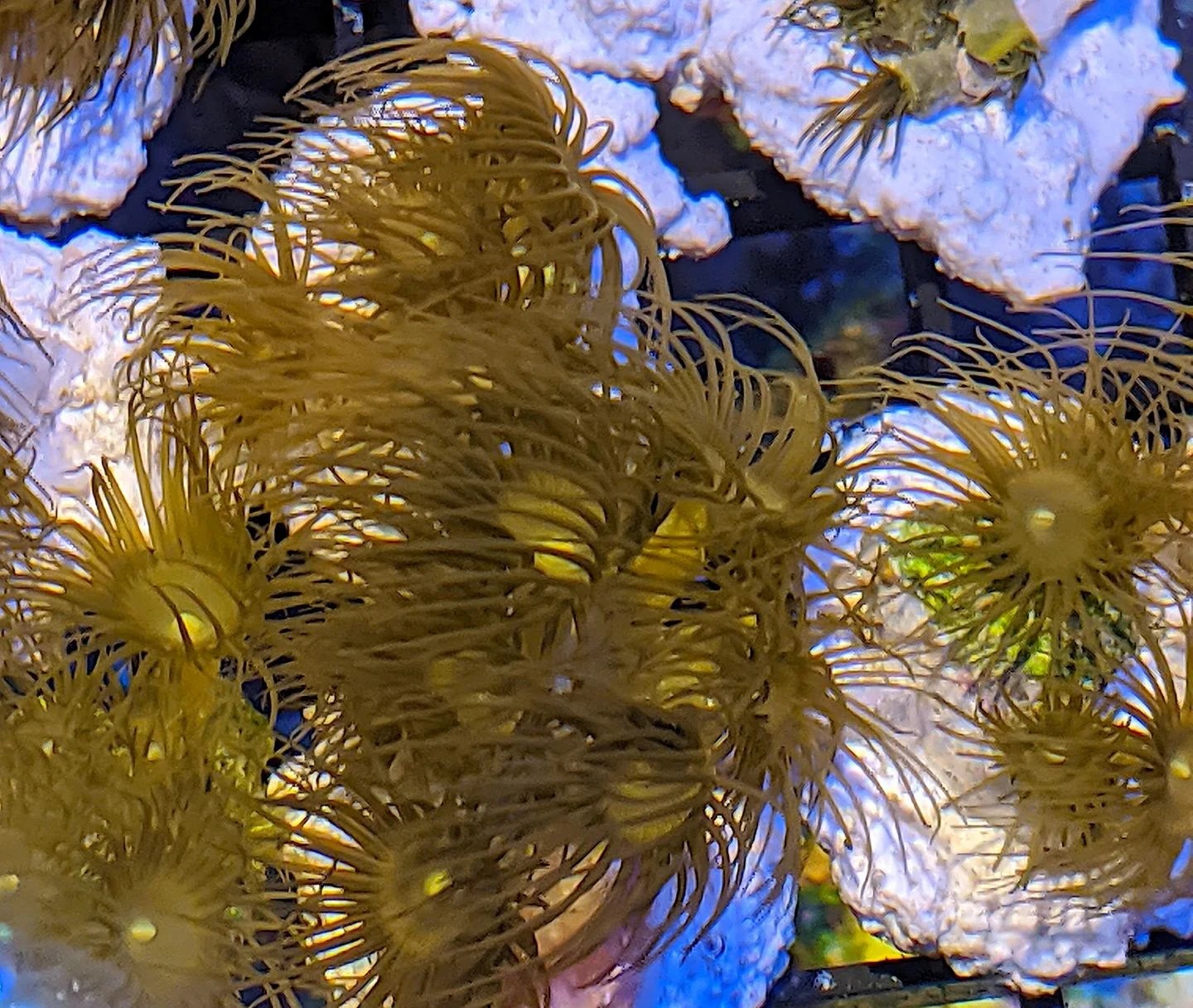 Yellow Polyps (Parazoanthus axinellae) The Reef Farm