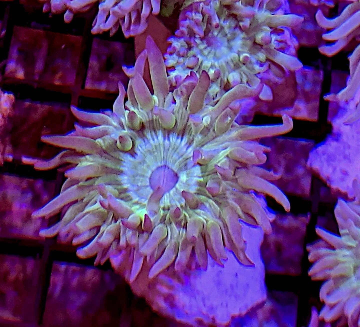 Green & Purple Duncan (Duncanopsammia axifuga) The Reef Farm