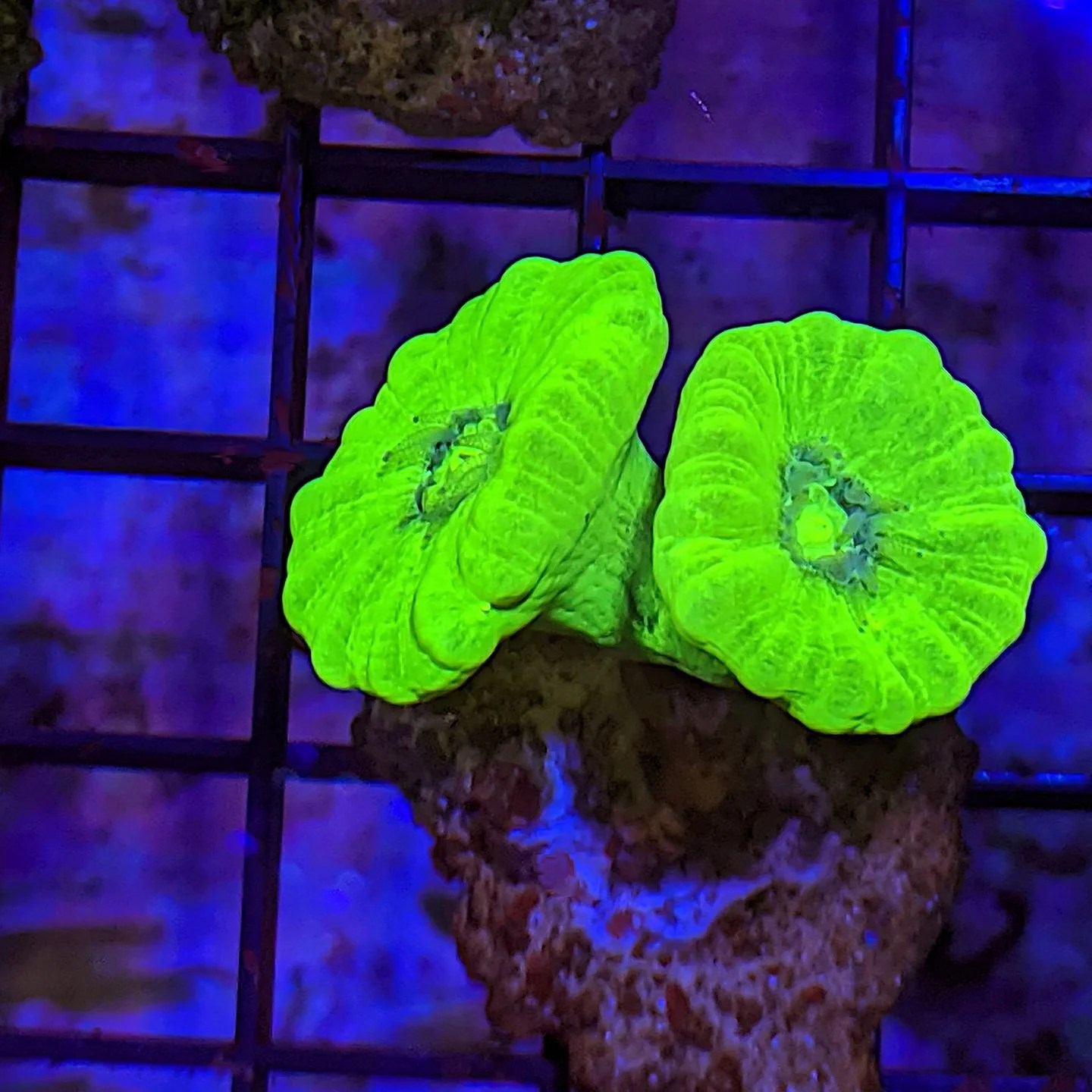 Kryptonite Candy Cane (Caulastrea furcata) The Reef Farm