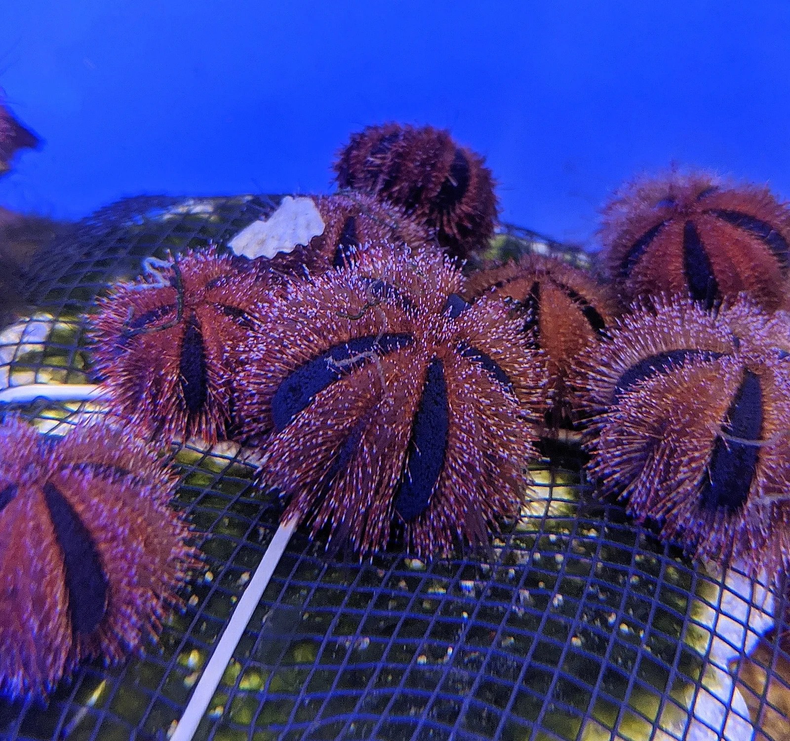 Urchin Appreciation Thread/Reef Safe Urchins REEF2REEF Saltwater and