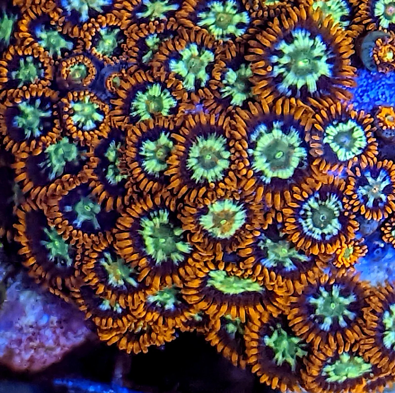 Flaming Fireball Zoanthids (Zoanthus sansibaricus) The Reef Farm