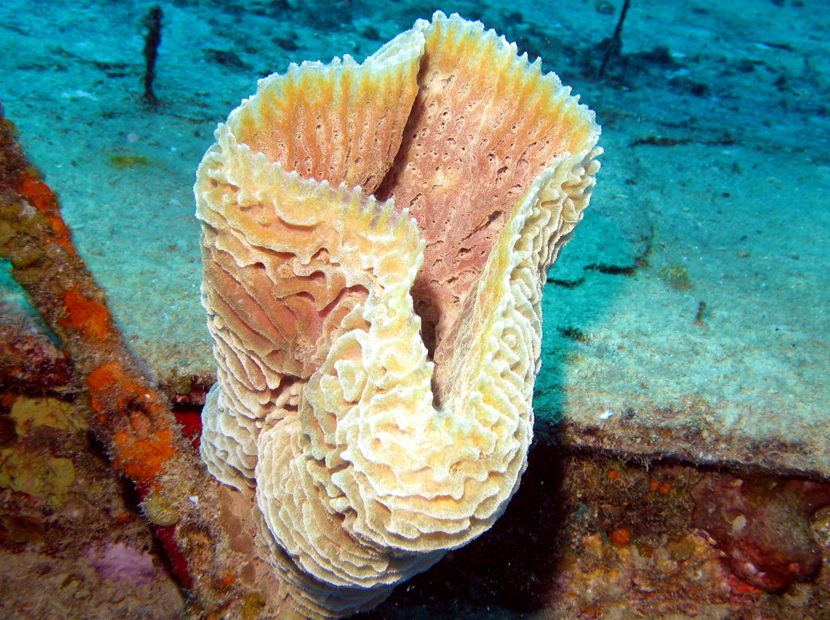 Azure Vase Sponge Callyspongia plicifera Nassau, Bahamas Photo 7