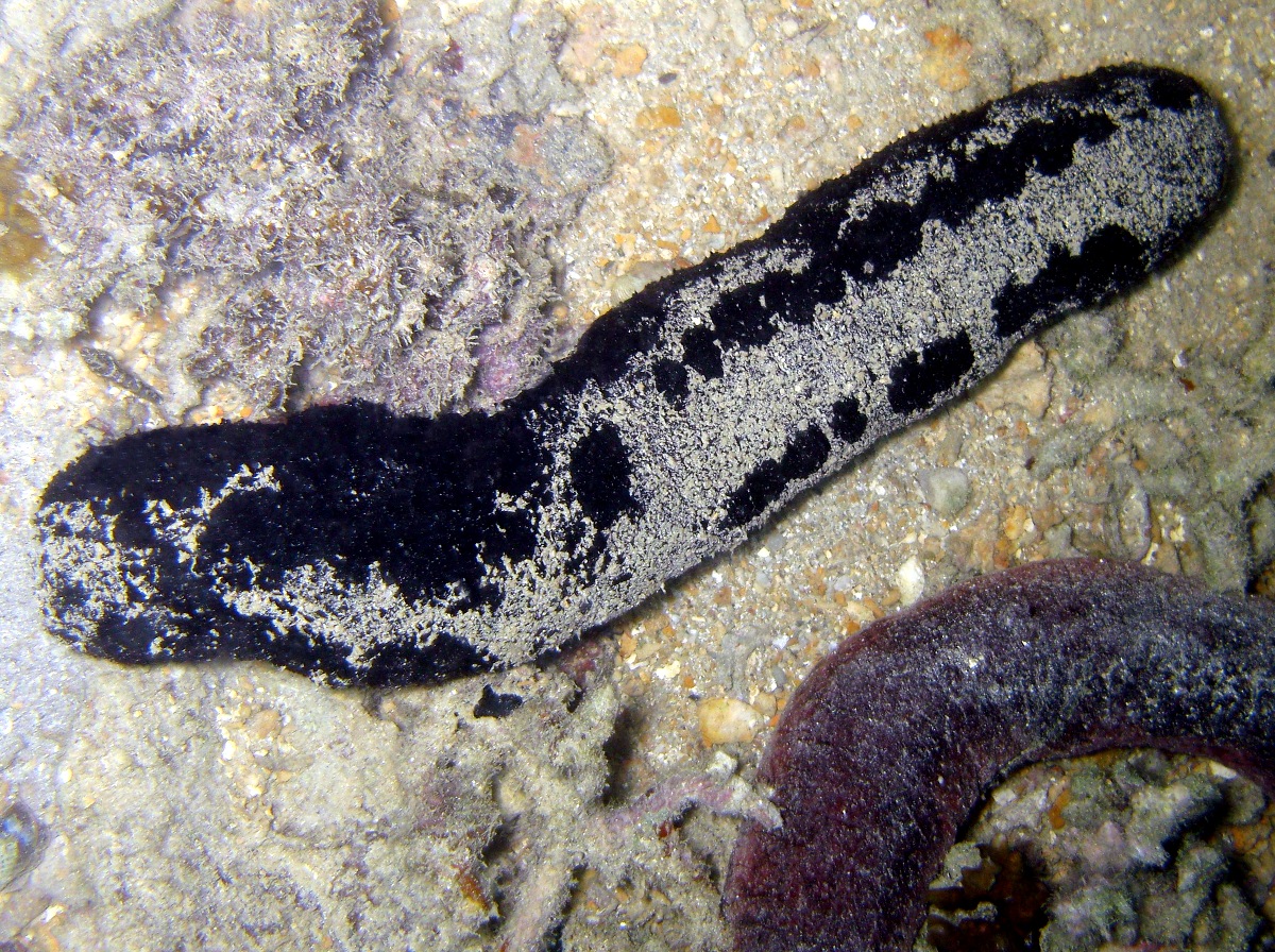 Black Sea Cucumber Holothuria atra Palau Photo 5 Tropical Reefs