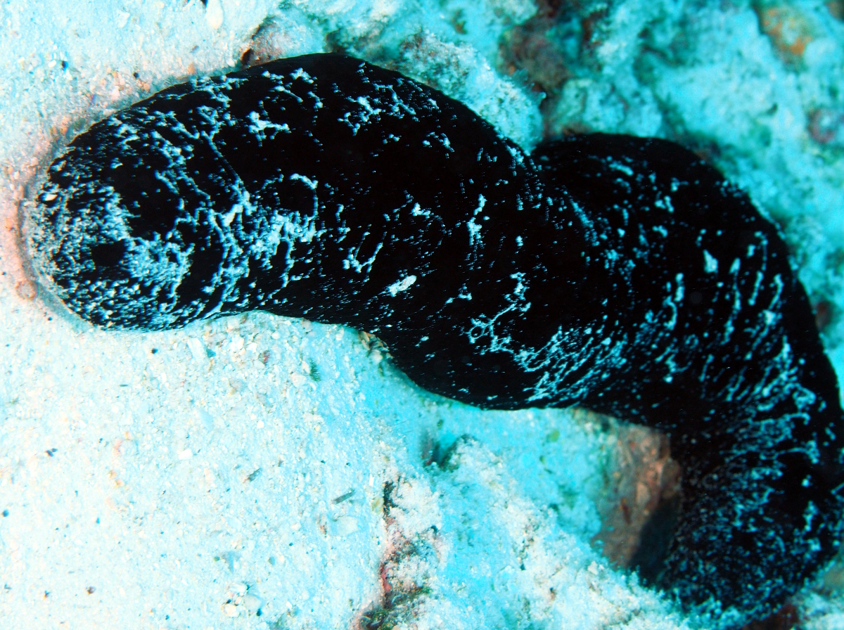 Black Sea Cucumber Holothuria atra Big Island, Hawaii Photo 6