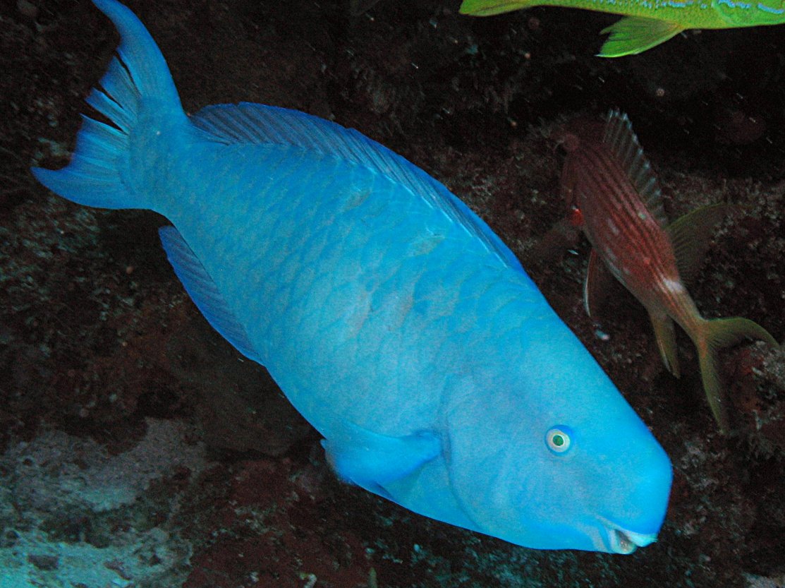 Blue Parrotfish Scarus coeruleus Isla Mujeres, Mexico Photo 1