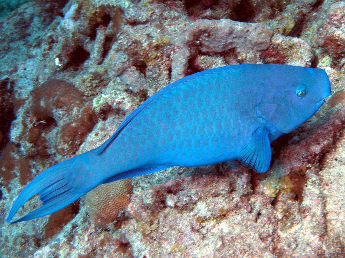 Blue Parrotfish Scarus coeruleus Key Largo, Florida Photo 6