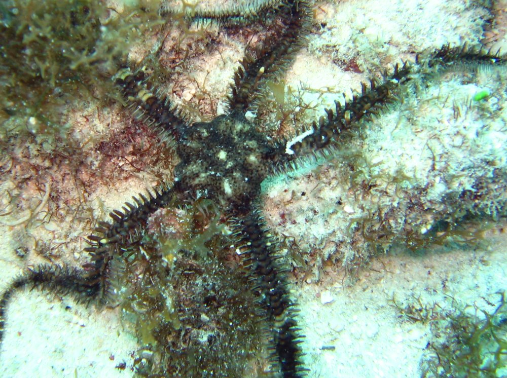 BluntSpined Brittle Star echinata Aruba Photo 1