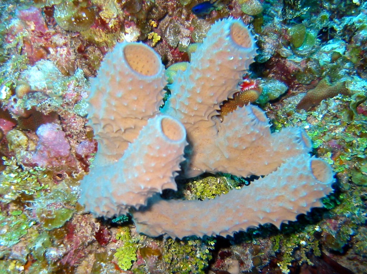 Branching Vase Sponge Callyspongia vaginalis Little Cayman Photo