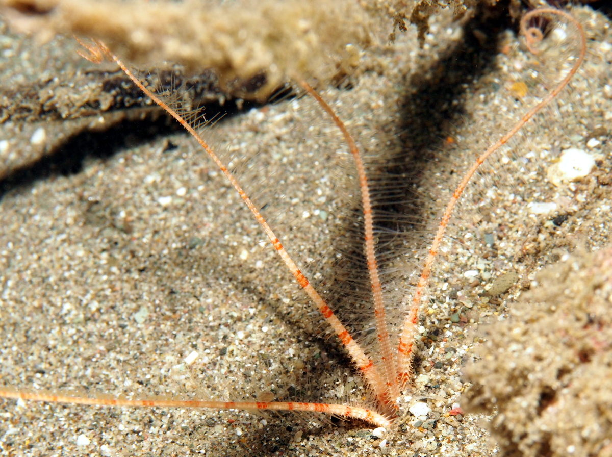 Burrowing Brittle Stars Anilao, Philippines Photo 2 Tropical