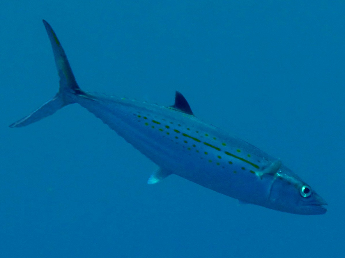 Cero regalis Mackerels Tropical Reefs