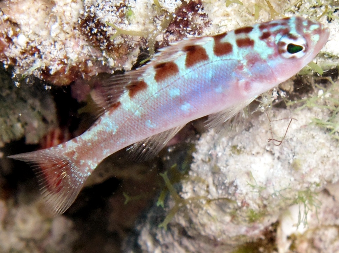 Chalk Bass Serranus tortugarum Seabasses Tropical Reefs