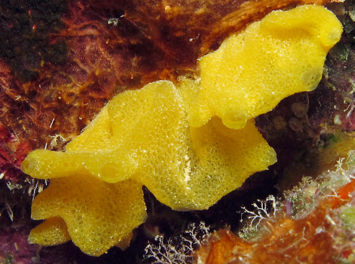 Yellow Calcareous Sponge Clathrina canariensis Calcareous Sponges