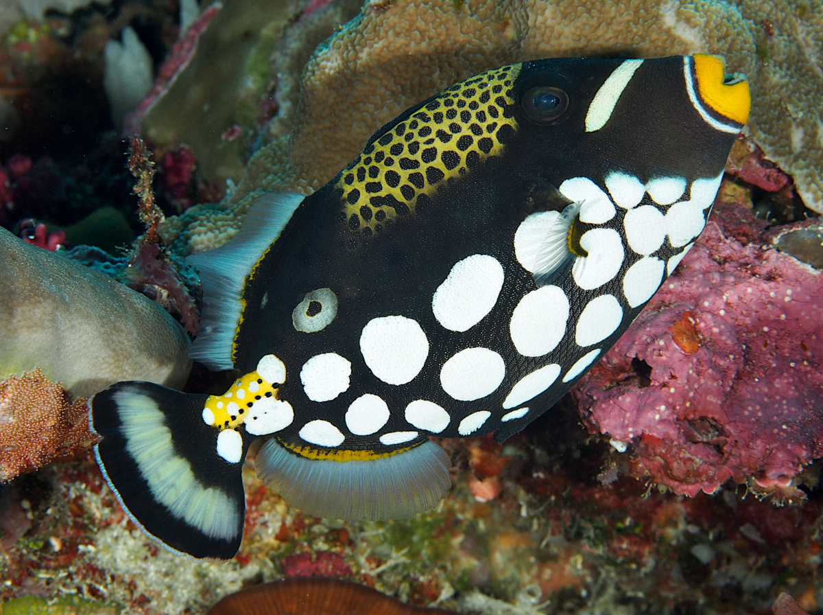 Clown Triggerfish Balistoides conspicillum Wakatobi, Indonesia
