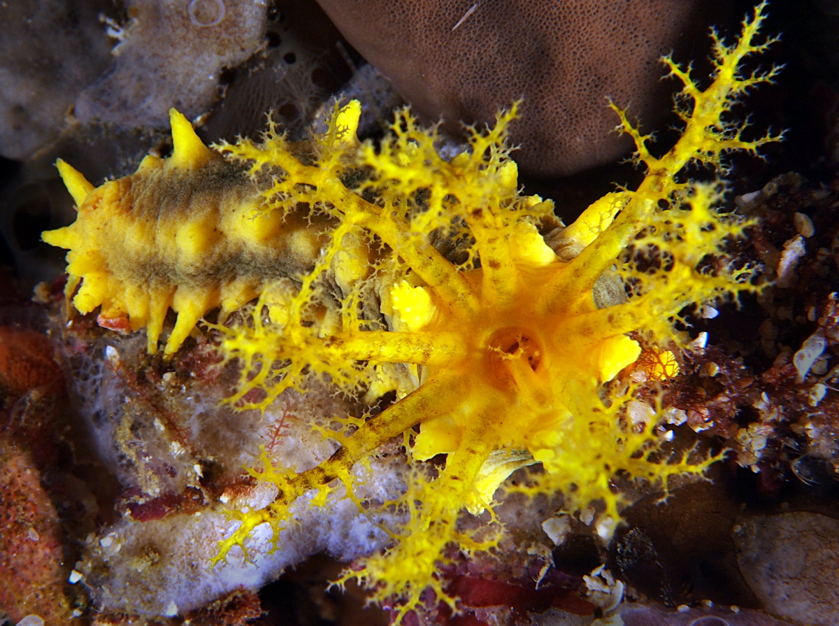 Yellow Sea Cucumber Colochirus robustus Sea Cucumbers Robust Sea
