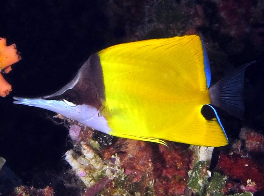 Longnose Butterflyfish Forcipiger flavissimus Palau Photo 7
