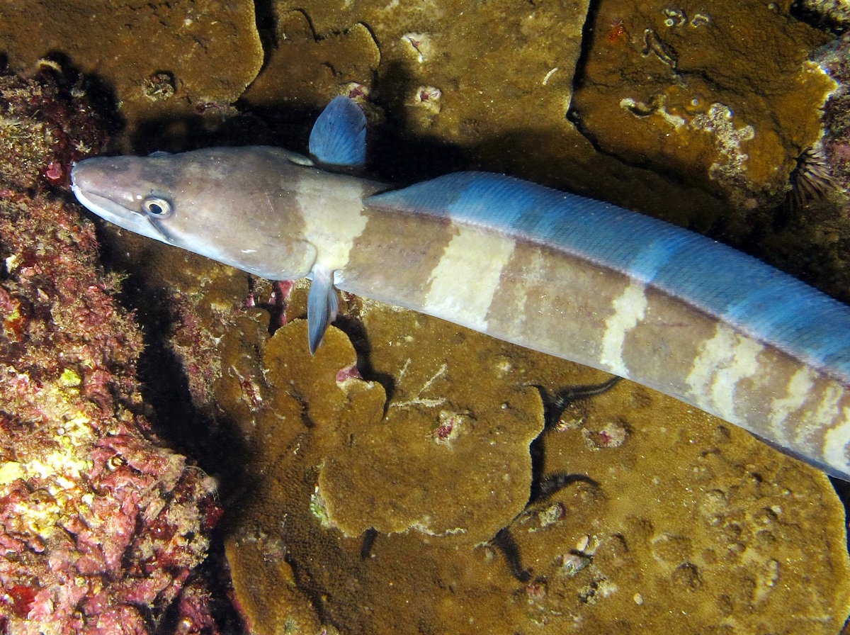 Hawaiian Conger Eel Conger marginatus Conger Eels White Eel