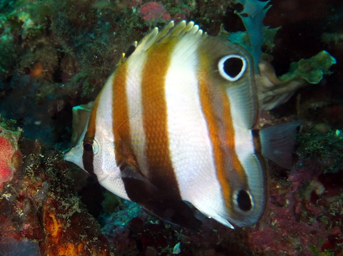 TwoEyed Coralfish Coradion melanopus Butterflyfishes Twospot