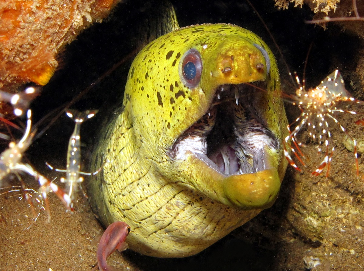 Fimbriated Moray Eel Gymnothorax fimbriatus Dumaguete, Philippines