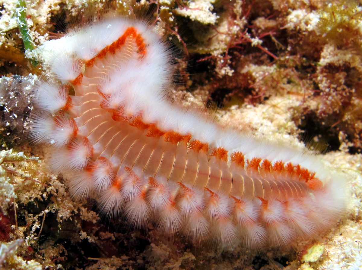 Bearded Fireworm Hermodice carunculata Cozumel, Mexico Photo 13