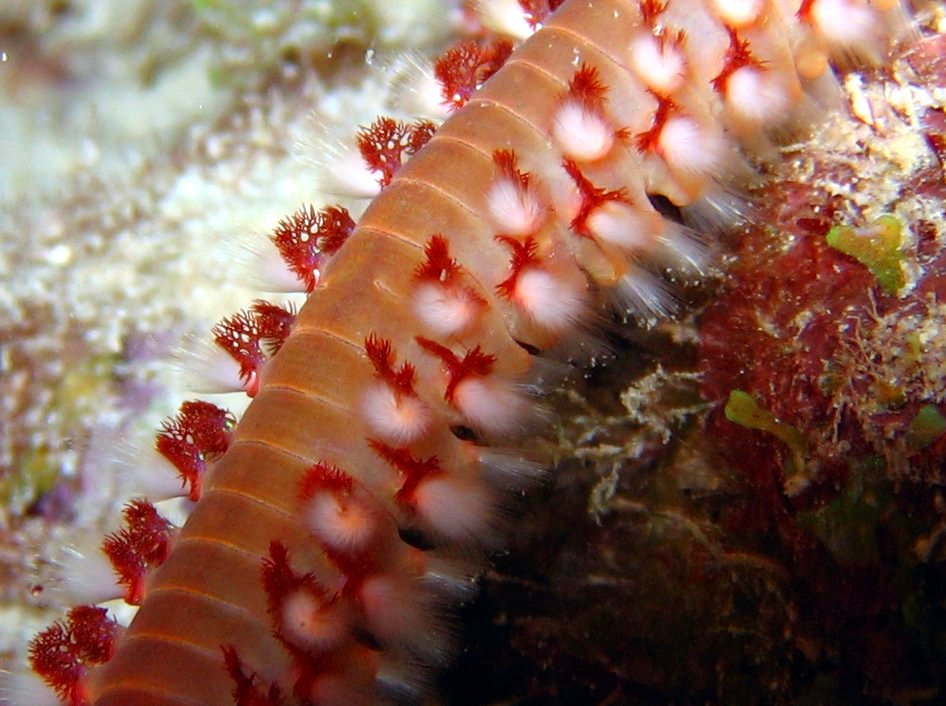 Bearded Fireworm Hermodice carunculata Bonaire Photo 2
