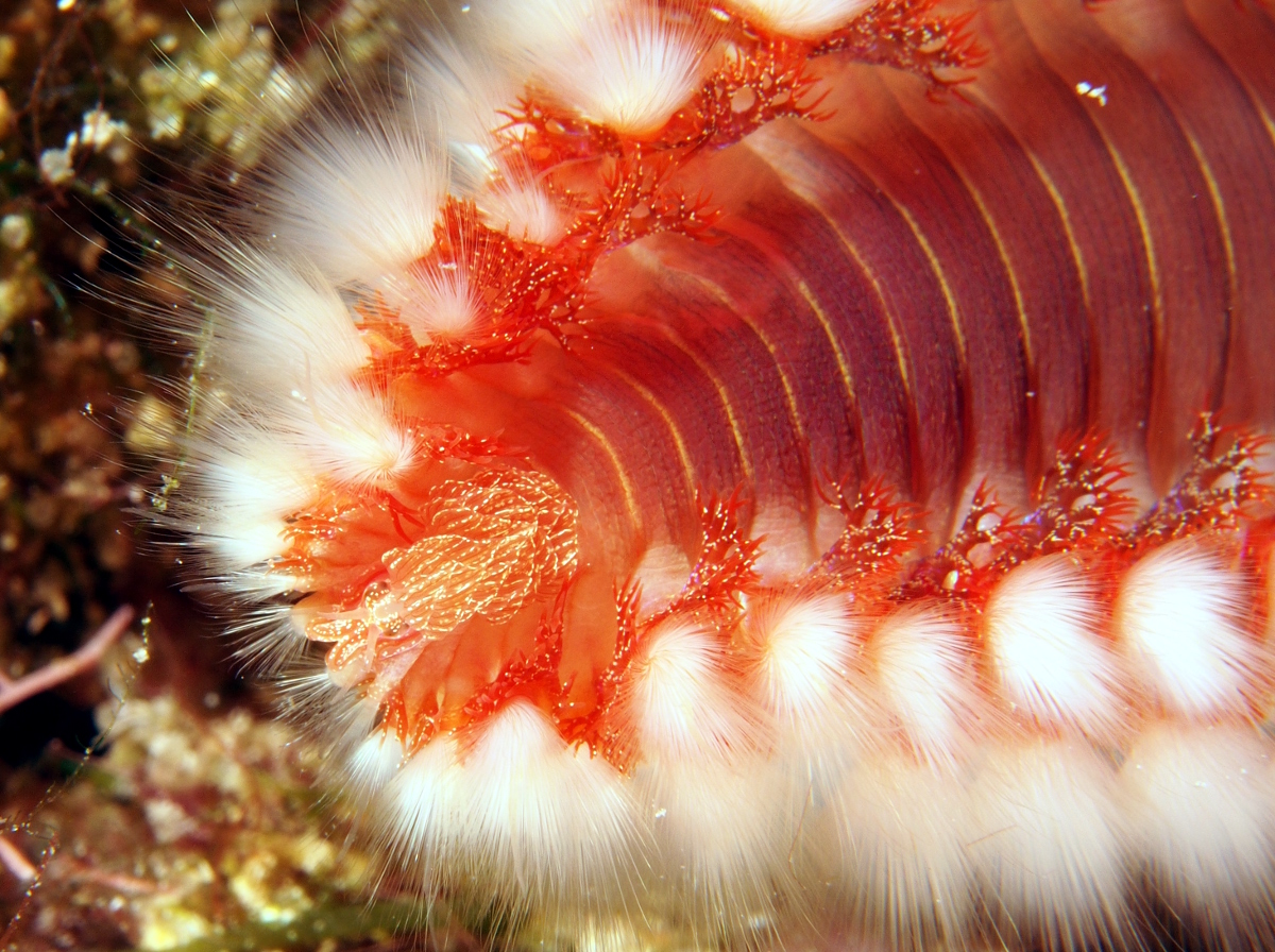 Bearded Fireworm Hermodice carunculata Cozumel, Mexico Photo 23