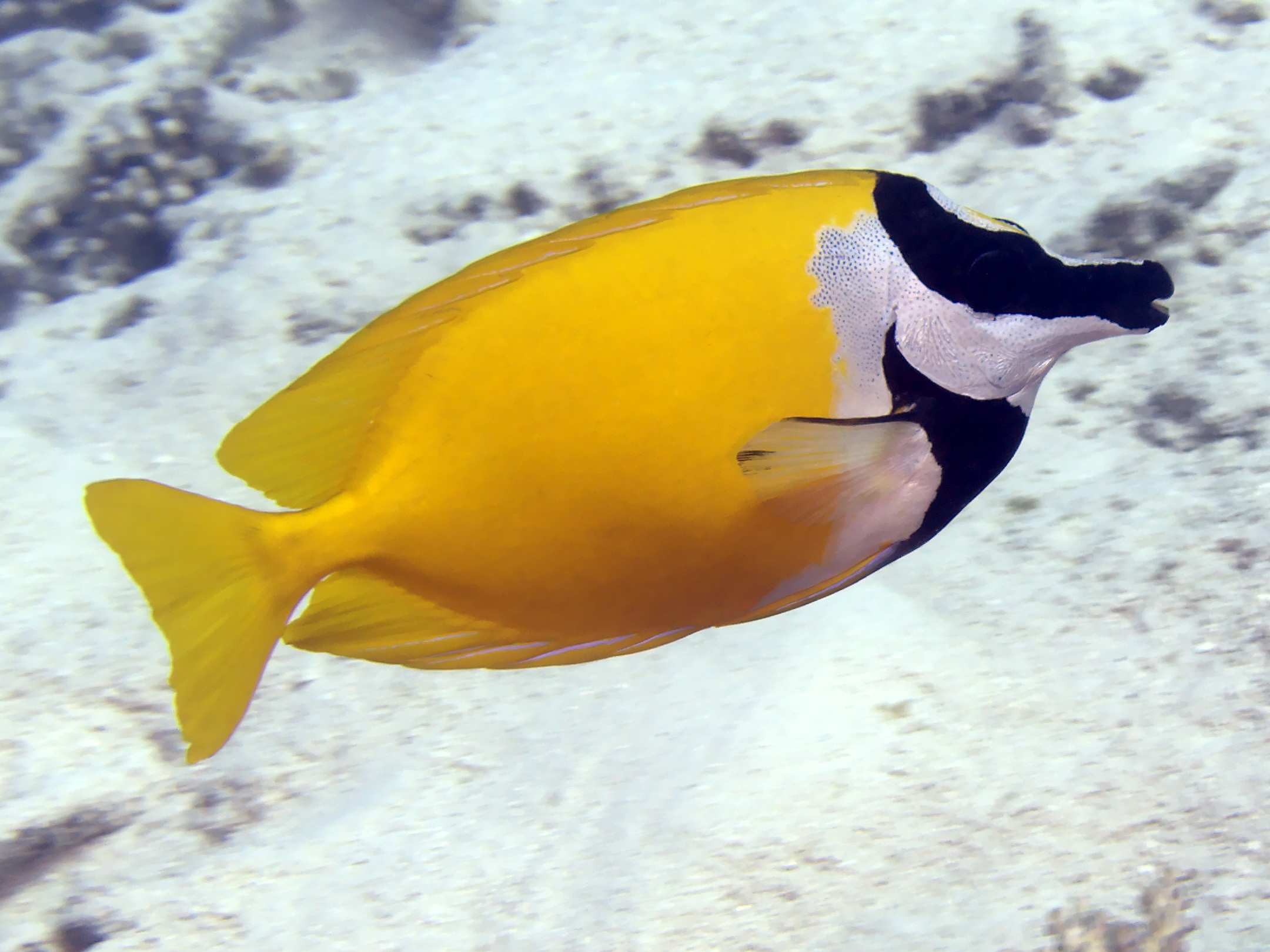 Foxface Rabbitfish Siganus vulpinus Great Barrier Reef, Australia