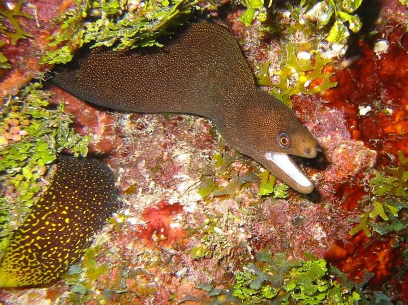 Goldentail Moray Eel Gymnothorax miliaris Key Largo, Florida