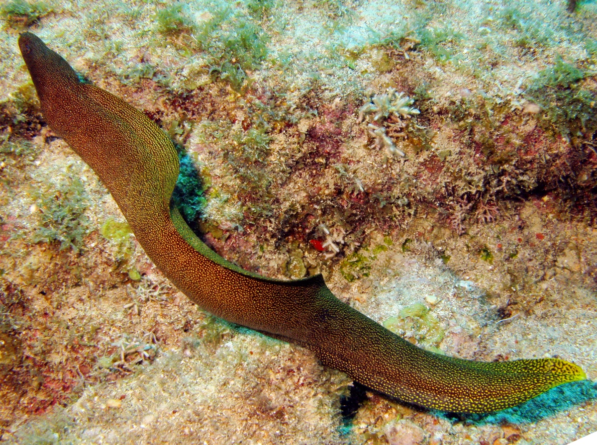 Goldentail Moray Eel Gymnothorax miliaris Key Largo, Florida