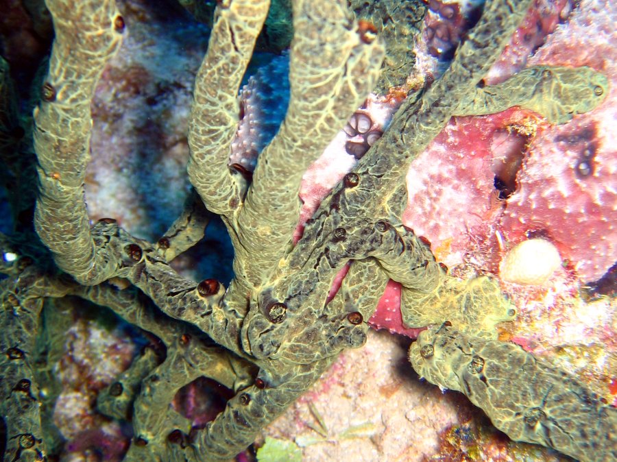 Green Finger Sponge Iotrochota birotulata Nassau, Bahamas Photo 3 Caribbean Reefs