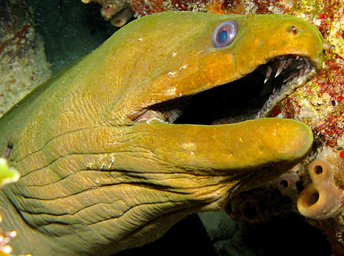 Green Moray Eel Gymnothorax funebris Key Largo, Florida Photo 10