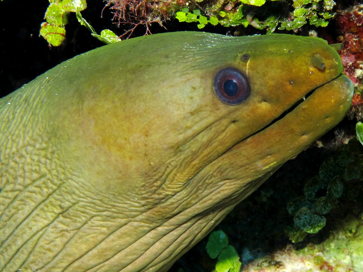 Green Moray Eel Gymnothorax funebris Belize Photo 12 Caribbean