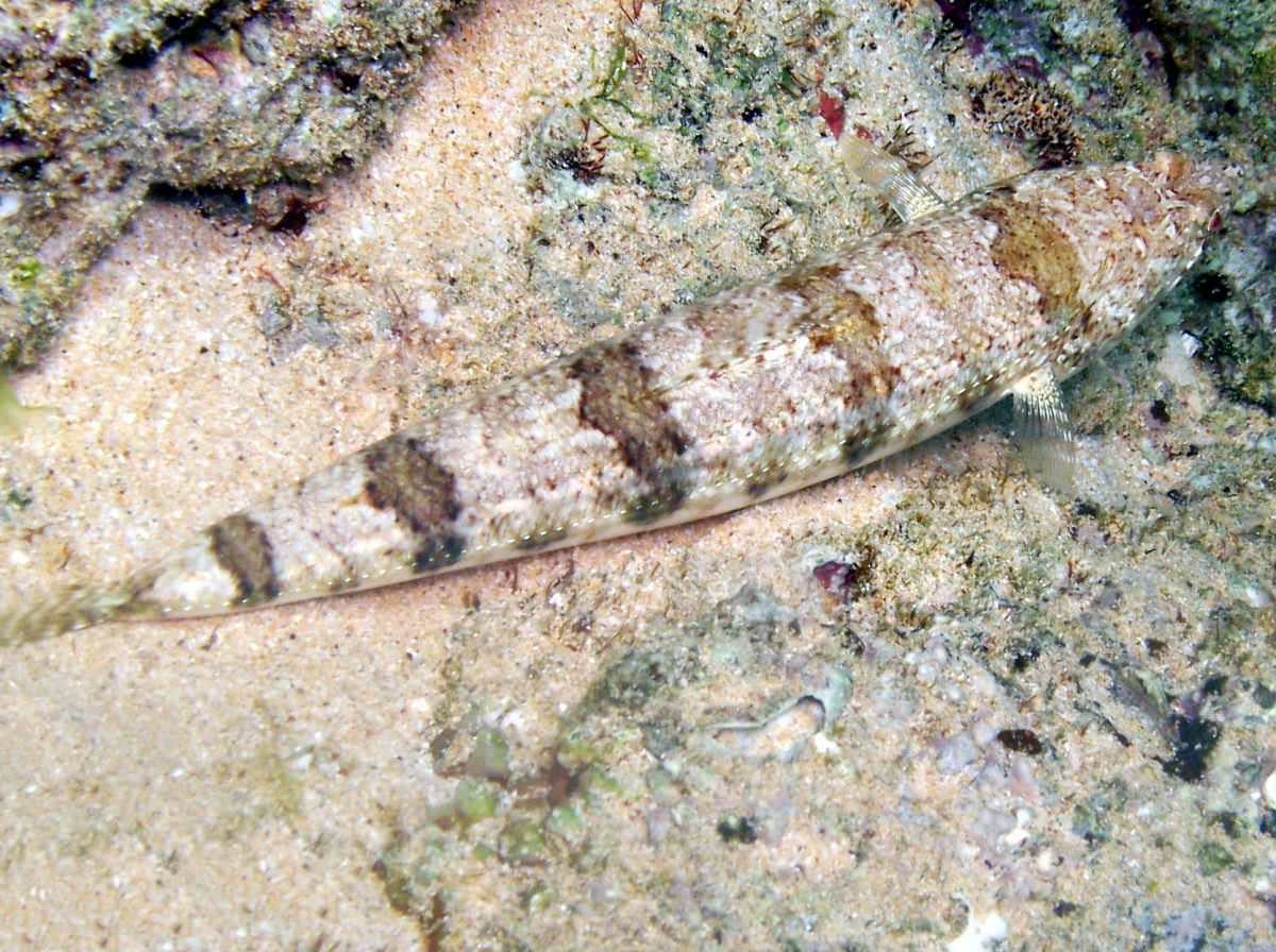 Hawaiian Lizardfish Synodus ulae Maui, Hawaii Photo 2 Tropical