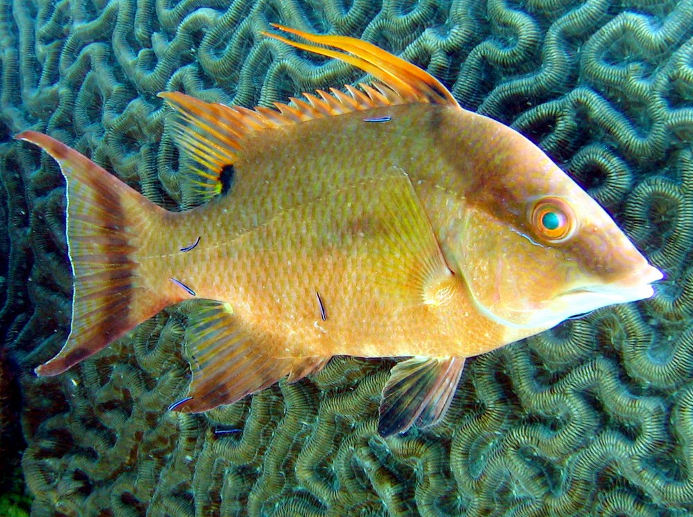 Hogfish Lachnolaimus maximus Key Largo, Florida Photo 5