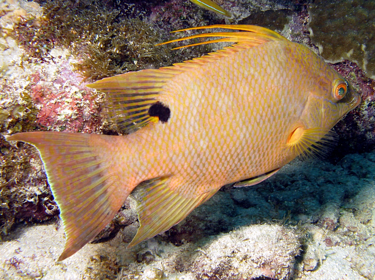 Hogfish Lachnolaimus maximus Key Largo, Florida Photo 6